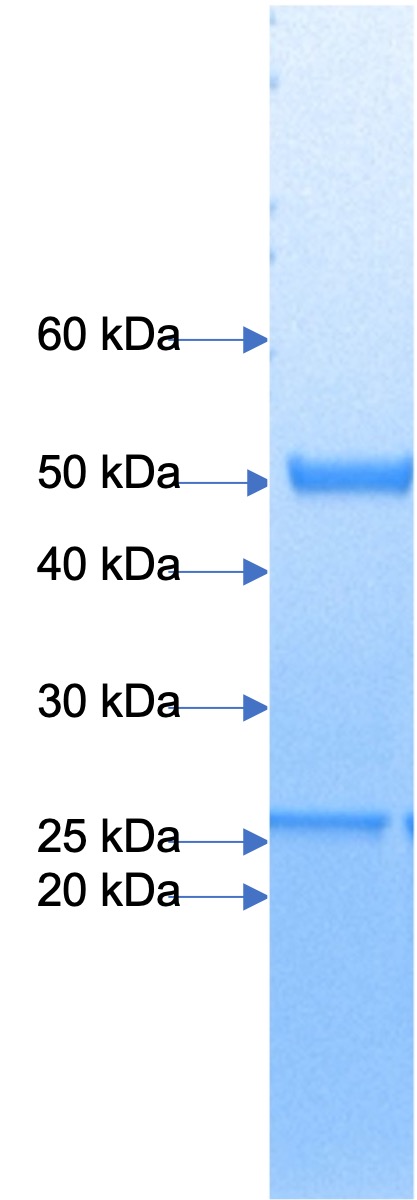 Fig. 1: Coomassie Staining of Anti-PD-1(Opdivo)(Nivolumab biosimilar) mAb, 2ug of protein was loaded.